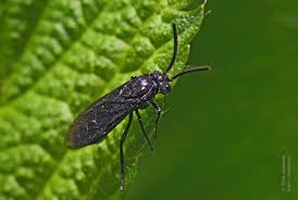 Attēlu rezultāti vaicājumam “Argidae”