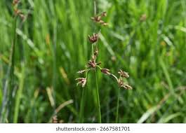 Attēlu rezultāti vaicājumam “Schoenoplectus lacustris subsp. glaucus bud”