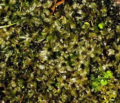 Attēlu rezultāti vaicājumam “Plagiomnium medium”