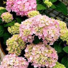 Image result for Adlumia cirrhosa