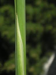 Attēlu rezultāti vaicājumam “Typha angustifolia”