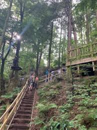 Image result for Go Ape! Whinlatter