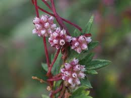 Attēlu rezultāti vaicājumam “Cuscuta europaea flower”