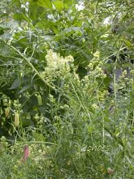 Attēlu rezultāti vaicājumam “Thalictrum lucidum”