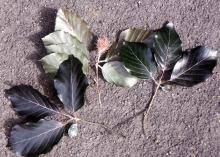 Attēlu rezultāti vaicājumam “Fagus sylvatica fo. purpurea leaf”