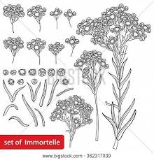 Attēlu rezultāti vaicājumam “Helichrysum arenarium bud”