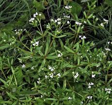 Attēlu rezultāti vaicājumam “Galium trifidum”