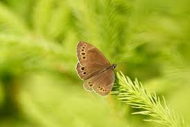 Attēlu rezultāti vaicājumam “Lopinga achine underside”
