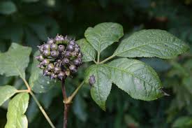 Attēlu rezultāti vaicājumam “Eleutherococcus sessiliflorus”