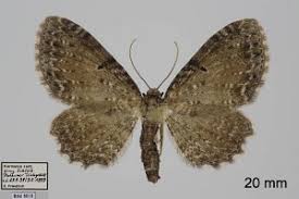 Attēlu rezultāti vaicājumam “Anticollix sparsata”