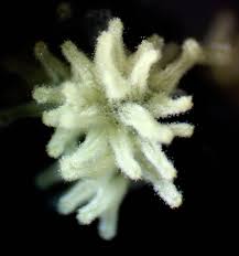 Attēlu rezultāti vaicājumam “Trichia longipalpis spores”