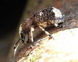 Attēlu rezultāti vaicājumam “Platystomos albinus”