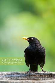 Attēlu rezultāti vaicājumam “Turdus merula male”