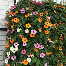 Image result for Thunbergia alata