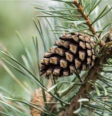 Attēlu rezultāti vaicājumam “Pinus sylvestris”