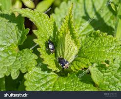 Attēlu rezultāti vaicājumam “Tritomegas bicolor nymph”