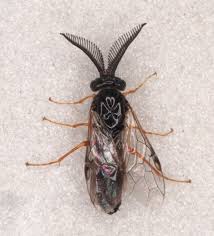 Attēlu rezultāti vaicājumam “Neodiprion sertifer larva”