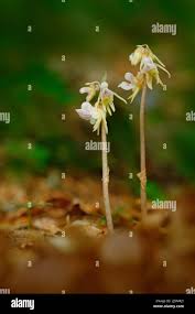 Attēlu rezultāti vaicājumam “Epipogium aphyllum flower”