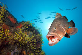 Image result for Epinephelus marginatus