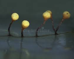 Attēlu rezultāti vaicājumam “Physarum oblatum spores”