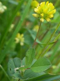 Attēlu rezultāti vaicājumam “Trifolium dubium leaf”
