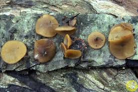 Attēlu rezultāti vaicājumam “Rutstroemia firma”