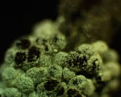 Attēlu rezultāti vaicājumam “Diderma cingulatum”