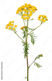 Attēlu rezultāti vaicājumam “Tanacetum vulgare”