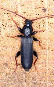 Attēlu rezultāti vaicājumam “Tetropium fuscum”