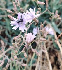 Attēlu rezultāti vaicājumam “Lactuca tatarica flower”