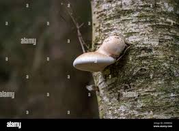 Attēlu rezultāti vaicājumam “Piptoporus betulinus”