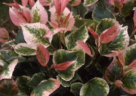 Attēlu rezultāti vaicājumam “Populus x jackii leaf”