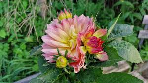 Image result for Dahlia hybrid.