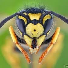 Attēlu rezultāti vaicājumam “Vespula germanica”