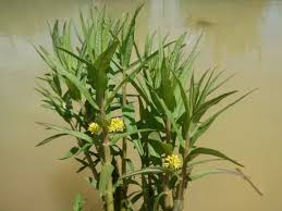 Attēlu rezultāti vaicājumam “Lysimachia thyrsiflora bud”