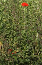 Attēlu rezultāti vaicājumam “Silene chalcedonica flower”