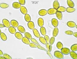 Attēlu rezultāti vaicājumam “Lemanea fluviatilis”