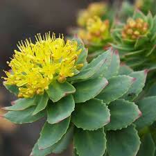 Attēlu rezultāti vaicājumam “Rhodiola rosea flower”