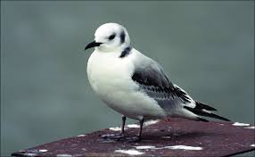 Attēlu rezultāti vaicājumam “Rissa tridactyla”