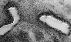 Image result for mars trees