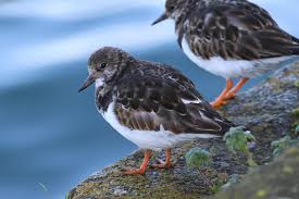 Attēlu rezultāti vaicājumam “Arenaria interpres”