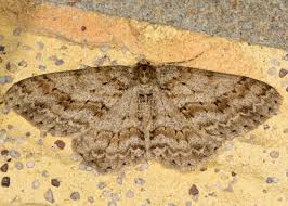 Attēlu rezultāti vaicājumam “Ectropis crepuscularia”