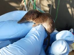 Attēlu rezultāti vaicājumam “Sorex araneus”