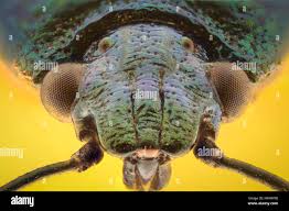 Attēlu rezultāti vaicājumam “Zicrona caerulea nymph”