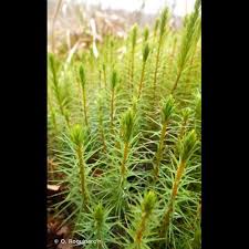 Attēlu rezultāti vaicājumam “Polytrichum commune var. perigoniale”