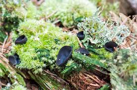 Attēlu rezultāti vaicājumam “Pseudoplectania nigrella”