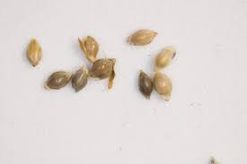 Attēlu rezultāti vaicājumam “Echinochloa crus-galli fruit”