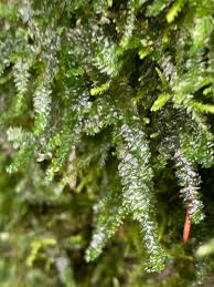 Attēlu rezultāti vaicājumam “Plagiothecium denticulatum”