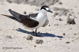 Image result for Onychoprion fuscatus