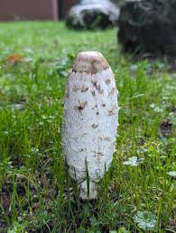 Image result for coprinus